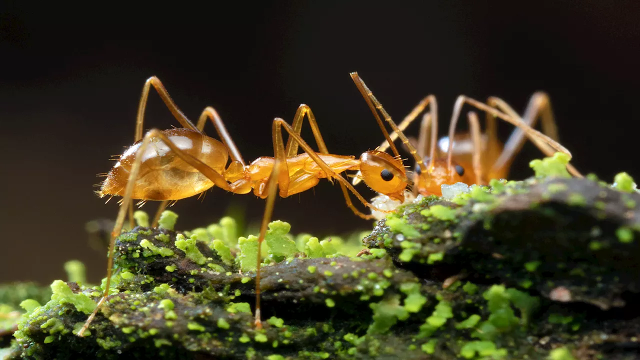 Drones fight ‘crazy’ acid-spitting ants decimating wildlife in Australia