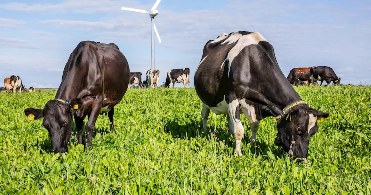 The cows are smaller, hardier and more efficient: Inside a ‘climate-neutral’ Irish dairy farm