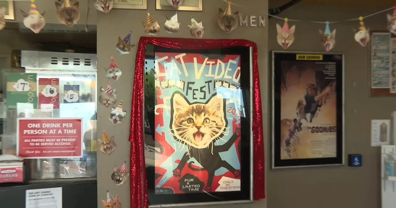 The Loft Cinema hosts CatVideoFest