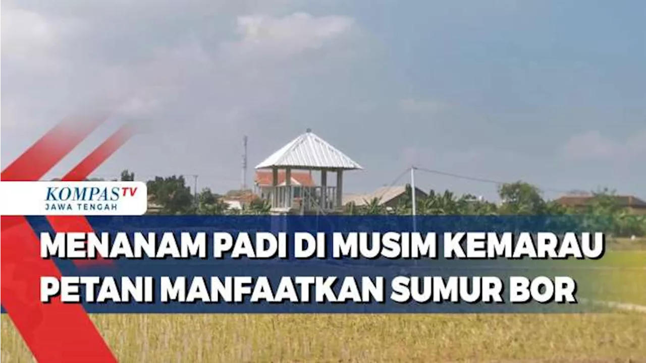 Menanam Padi di Musim Kemarau, Petani Manfaatkan Sumur Bor