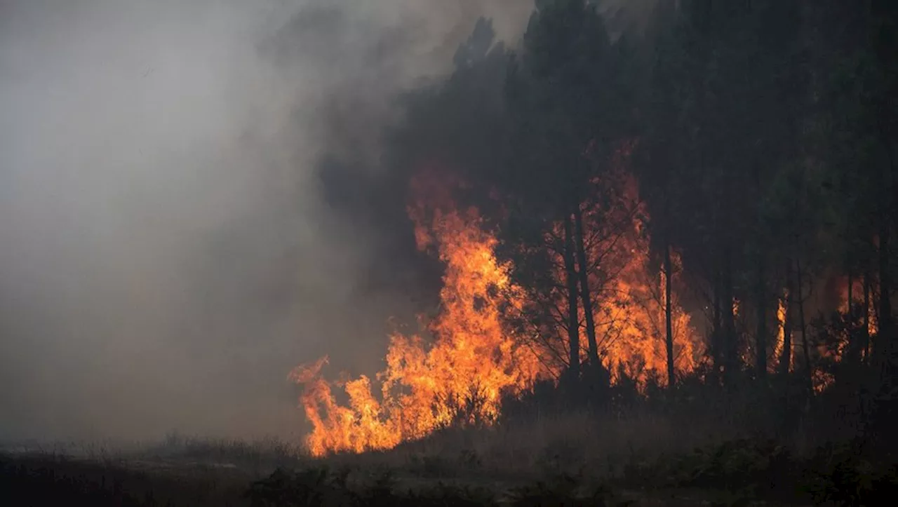 Feux de forêt : ces régions de France pourraient être exposées dans les années à venir