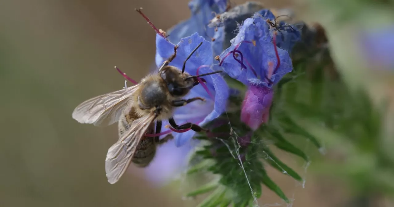 Plants and their pollinators are increasingly out of sync