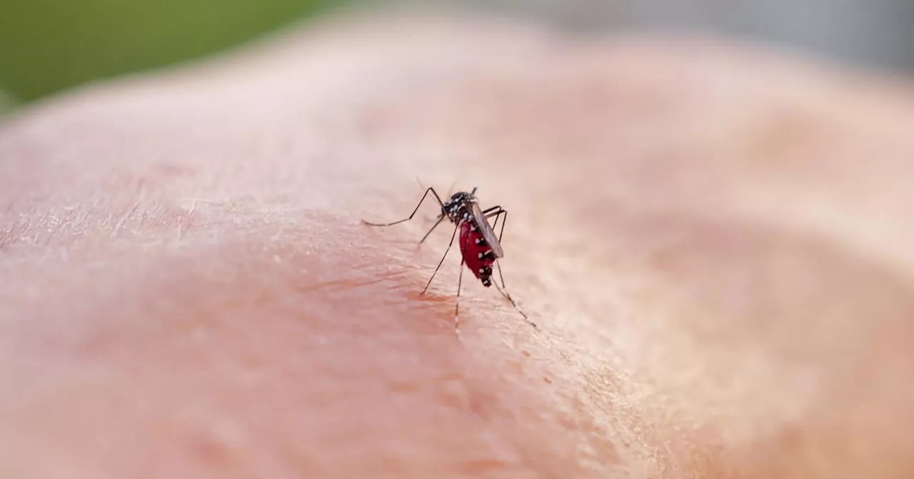 Un cas autochtone de dengue détecté dans les Alpes-Maritimes, le premier dans la région Paca