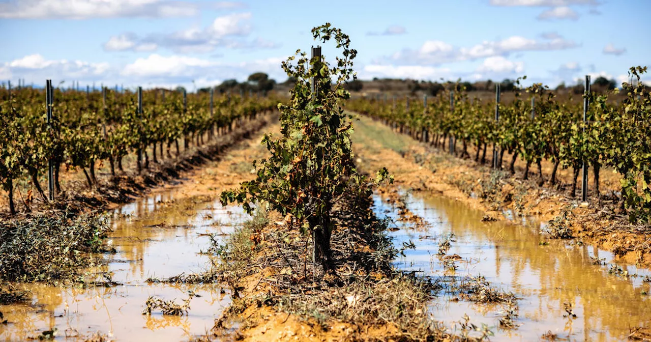 «Le boom des températures va accroître l’usage des pesticides, notamment des plus toxiques»