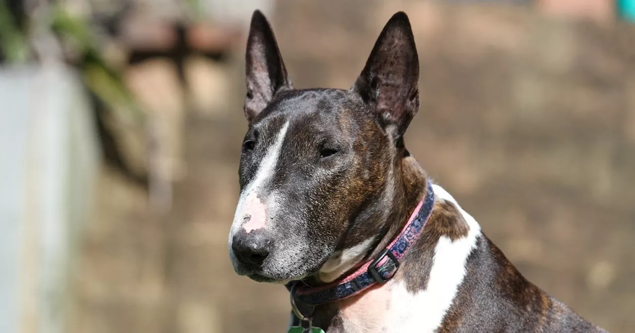 Busto Arsizio, il cane di famiglia azzanna una bimba di 11 mesi: interviene il papà con un coltello