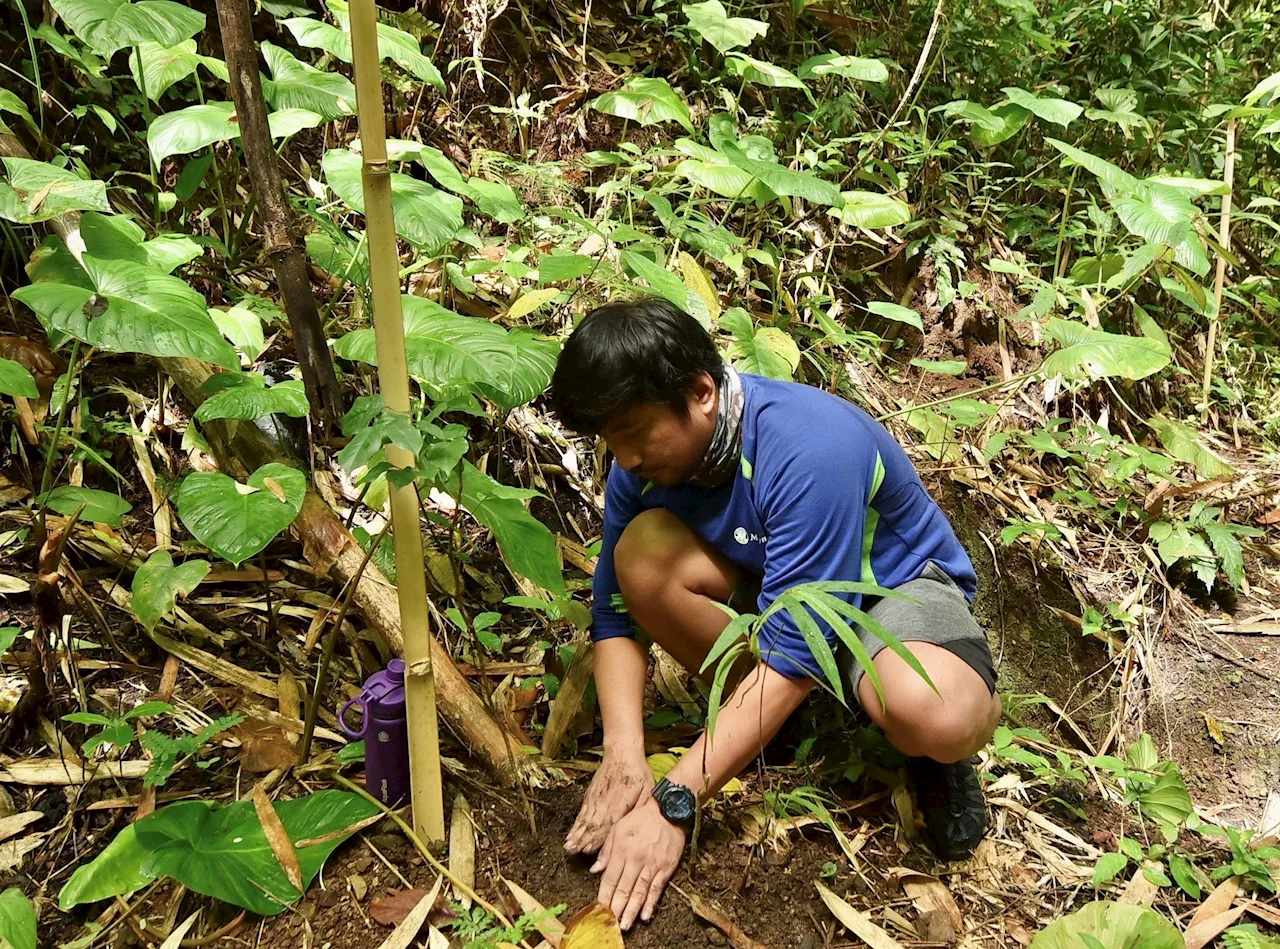 Maynilad pledges to plant 220K trees in 2024