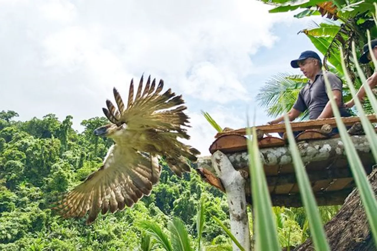 Philippine Eagle ‘Uswag’ dies 1 month after release