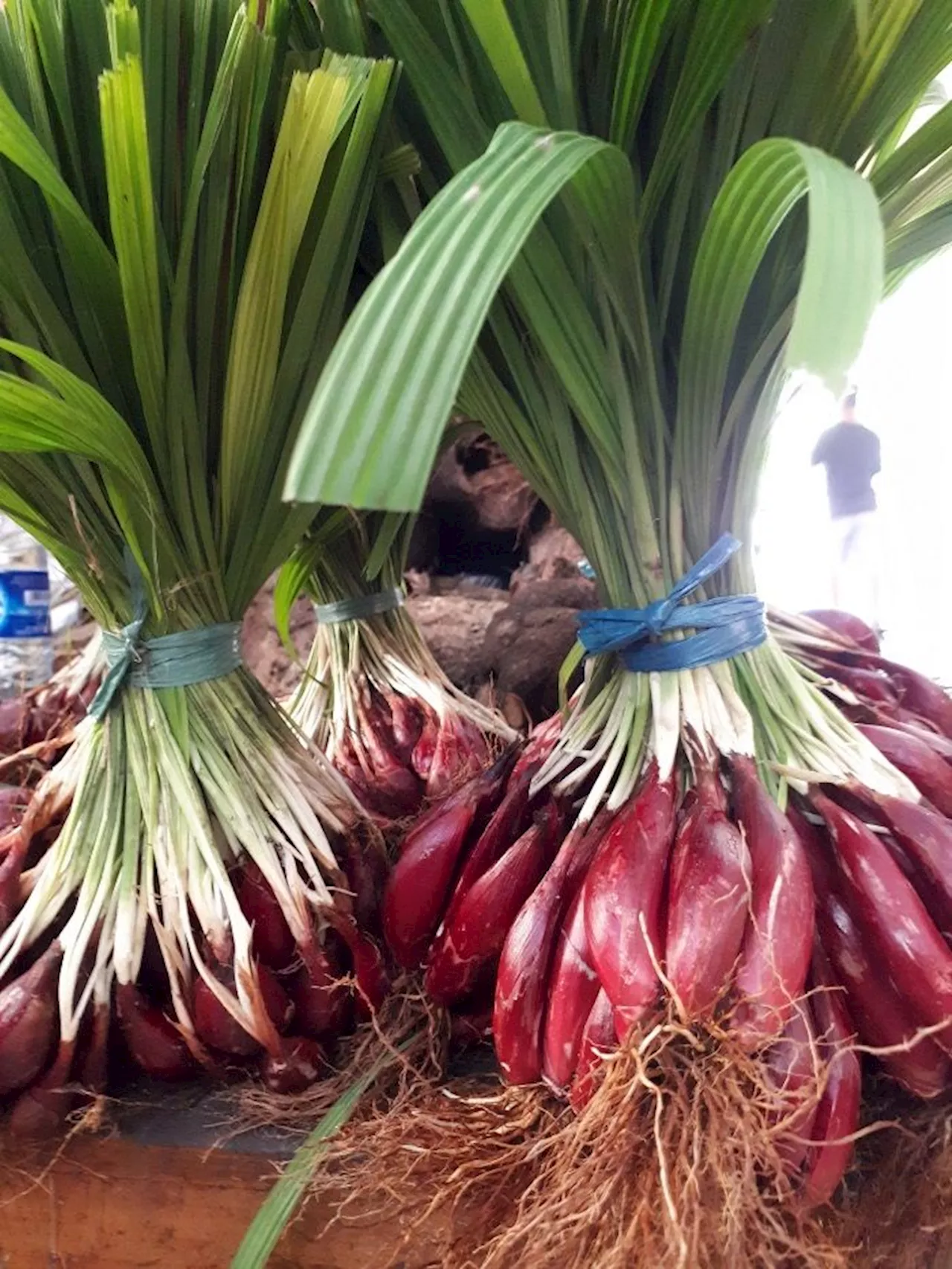 Bawang Dayak Bisa Menghambat Pertumbuhan Sel Kanker