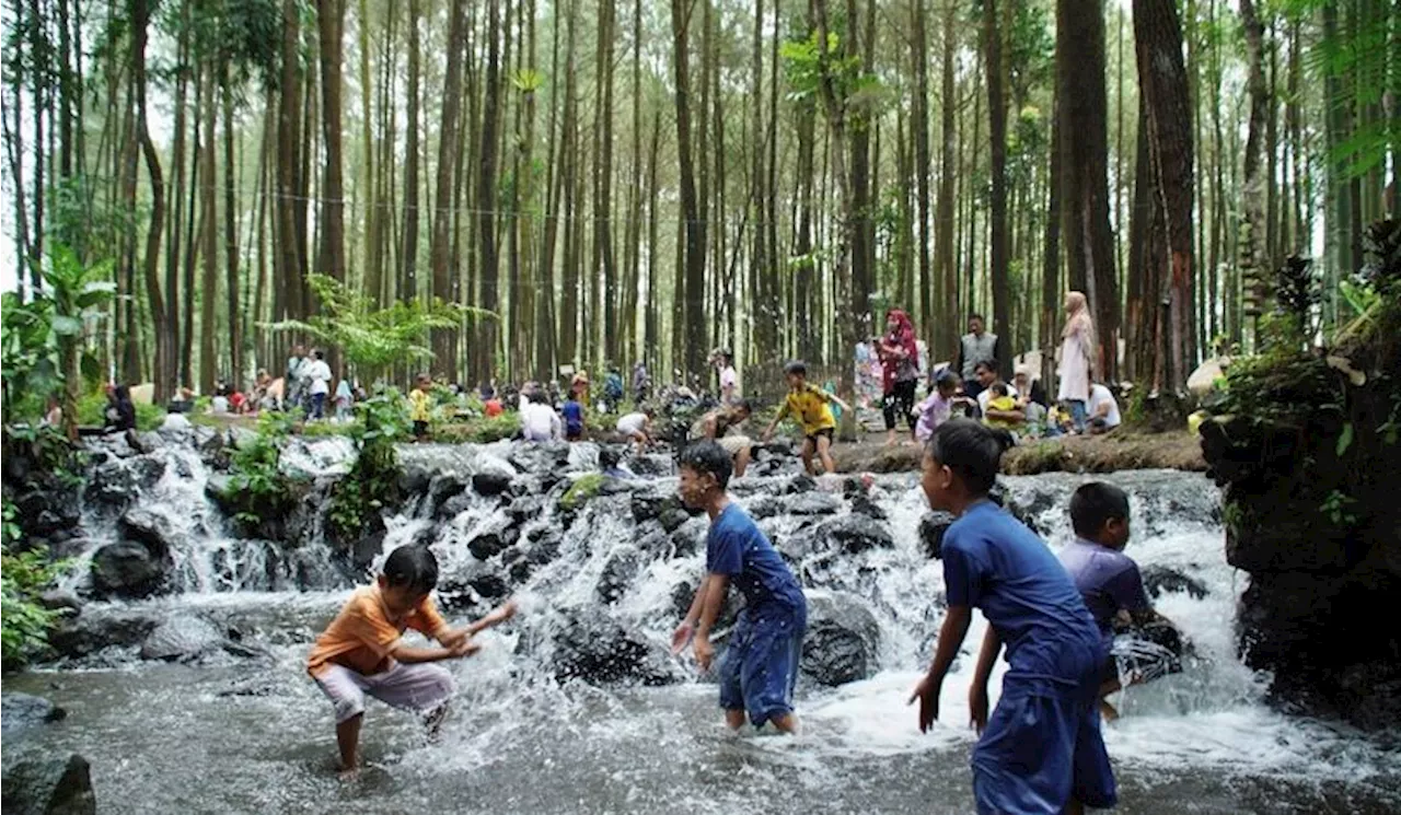 Perkembangbiakan Tumbuhan Biji Terbuka Gymnospermae