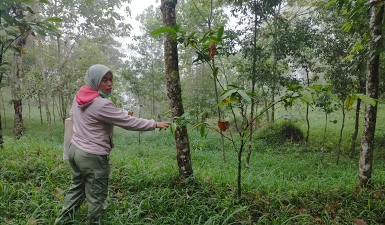 Perkembangbiakan Vegetatif pada Tumbuhan Berbiji Tertutup Angiospermae