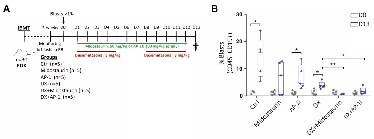 Researchers explain the mechanisms beyond glucocorticoid resistance in infant MLLr B-ALL leukemia