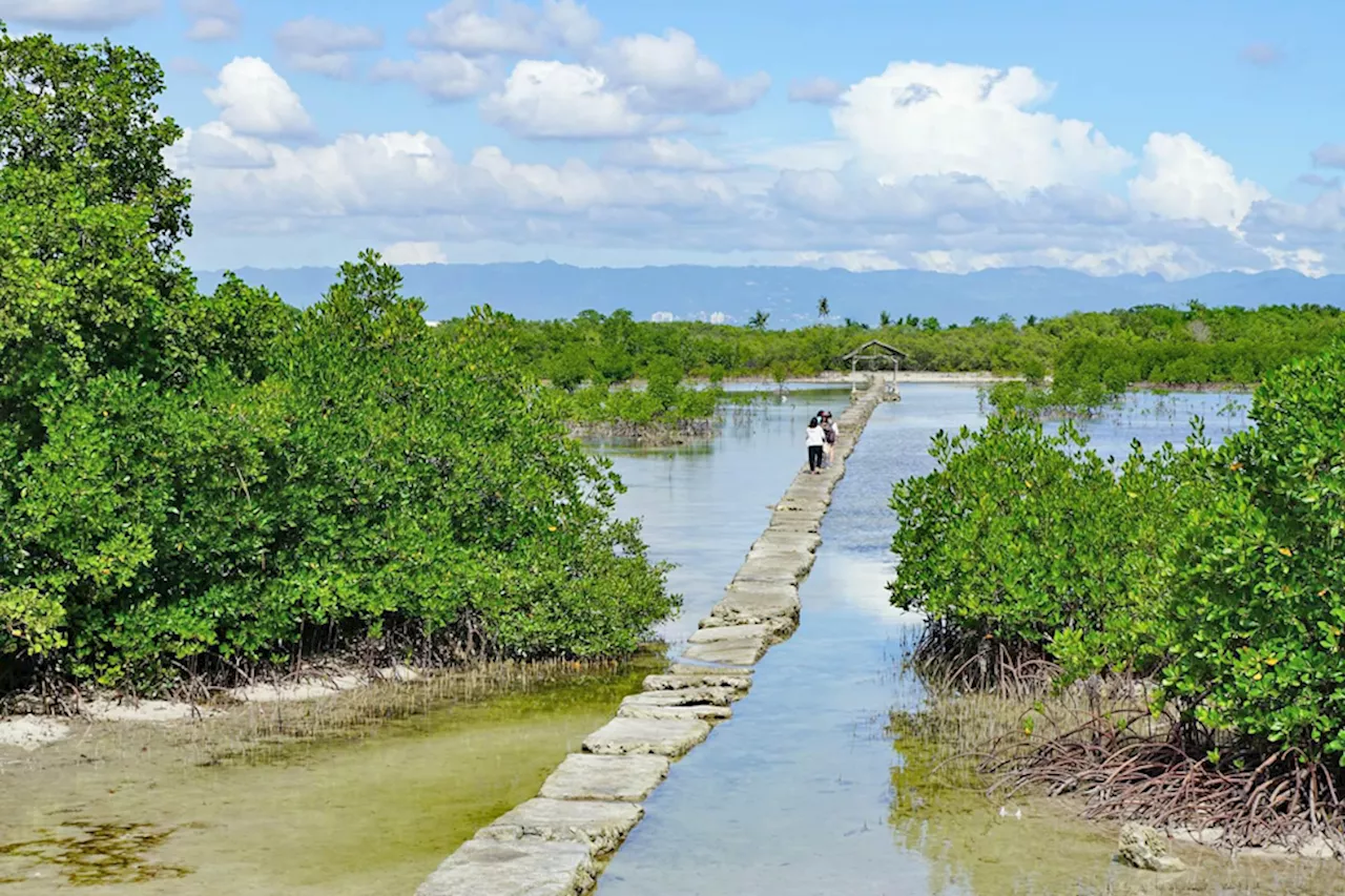 Mangroves greatly help in storing carbon and guarding coastal areas