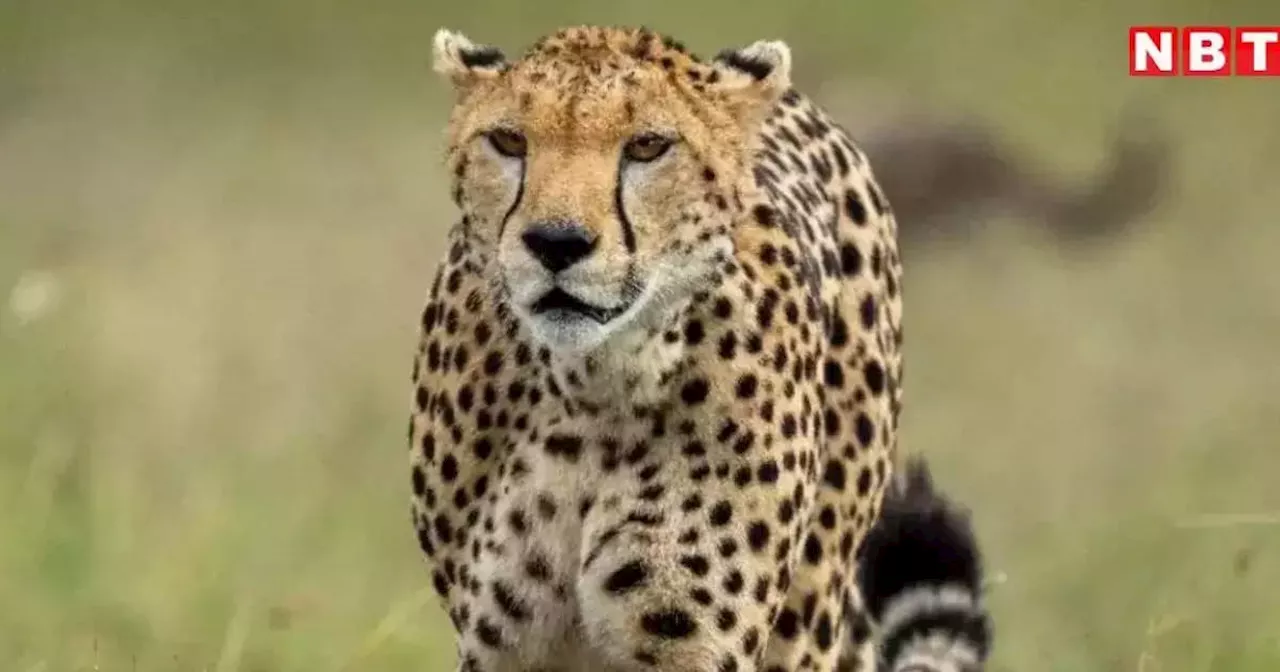 Cheetah: कूनो नेशनल पार्क से आई बैड न्यूज, प्रोजेक्ट चीता को बड़ा झटका, गामिनी के एक और शावक की मौत