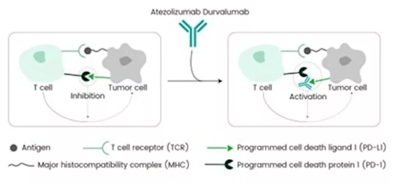 FDA accepted PD-L1 inhibitor durvalumab for the treatment of endometrial cancer