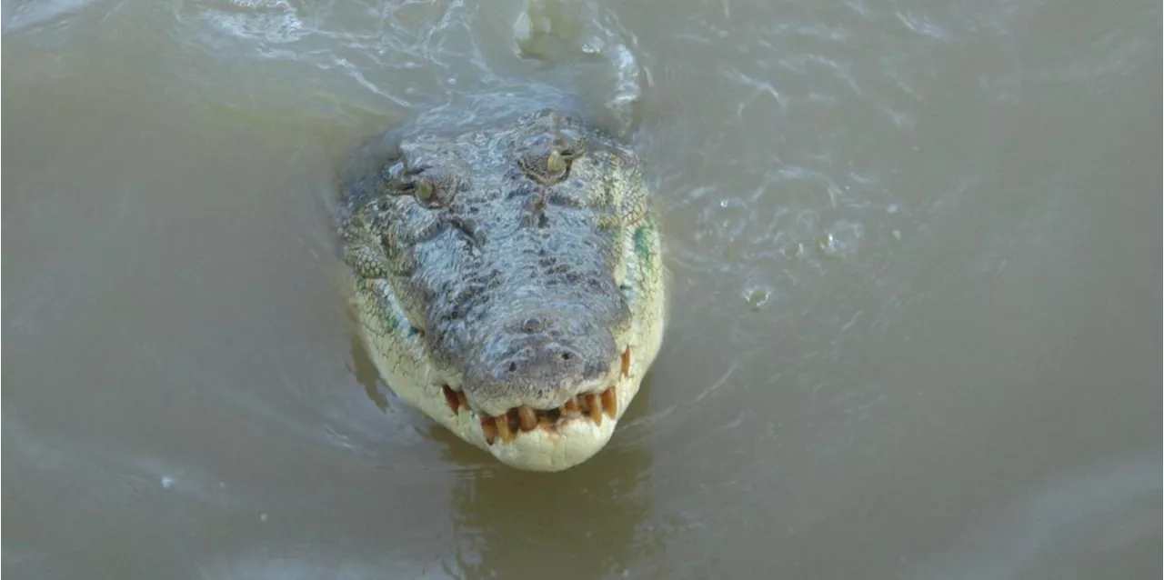 Krokodil nach mutma&szlig;licher Attacke in Australien get&ouml;tet