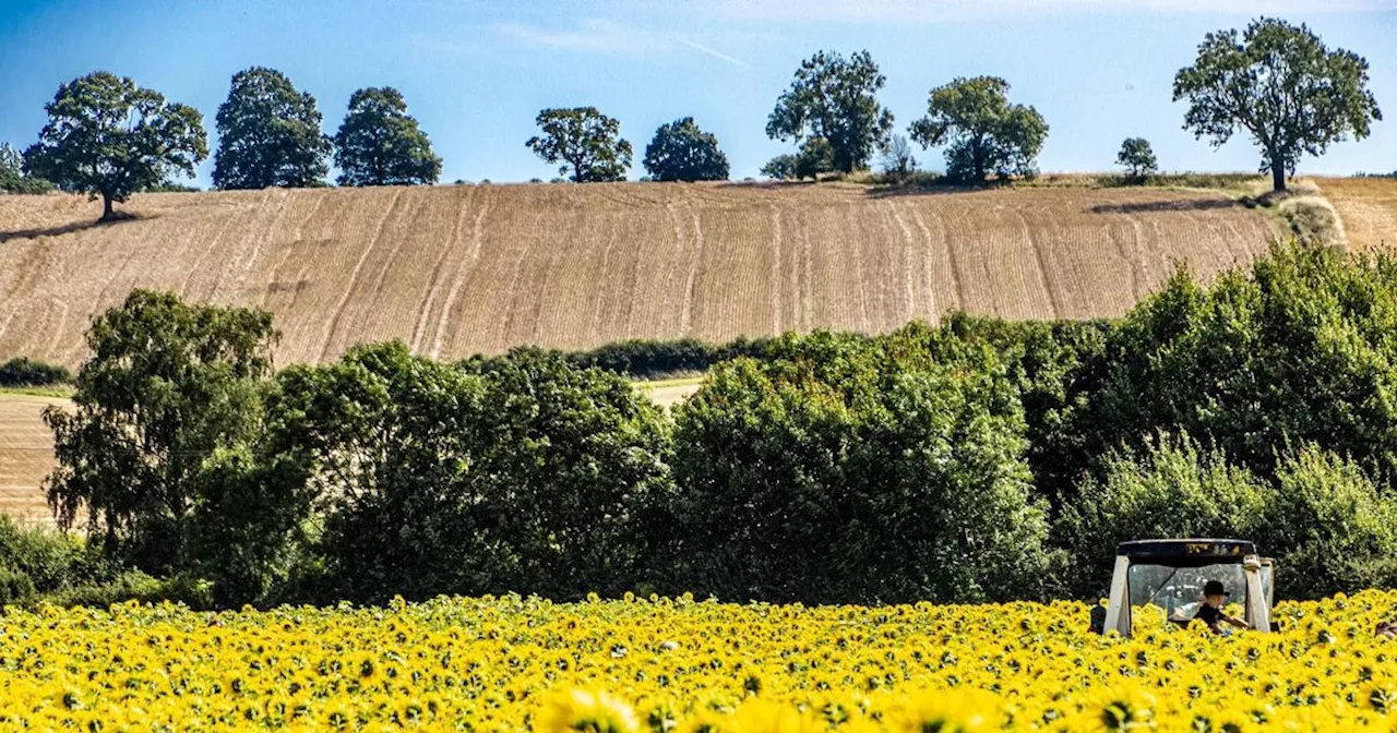 Five of the 'Pick Your Own' farms in Notts for families to enjoy