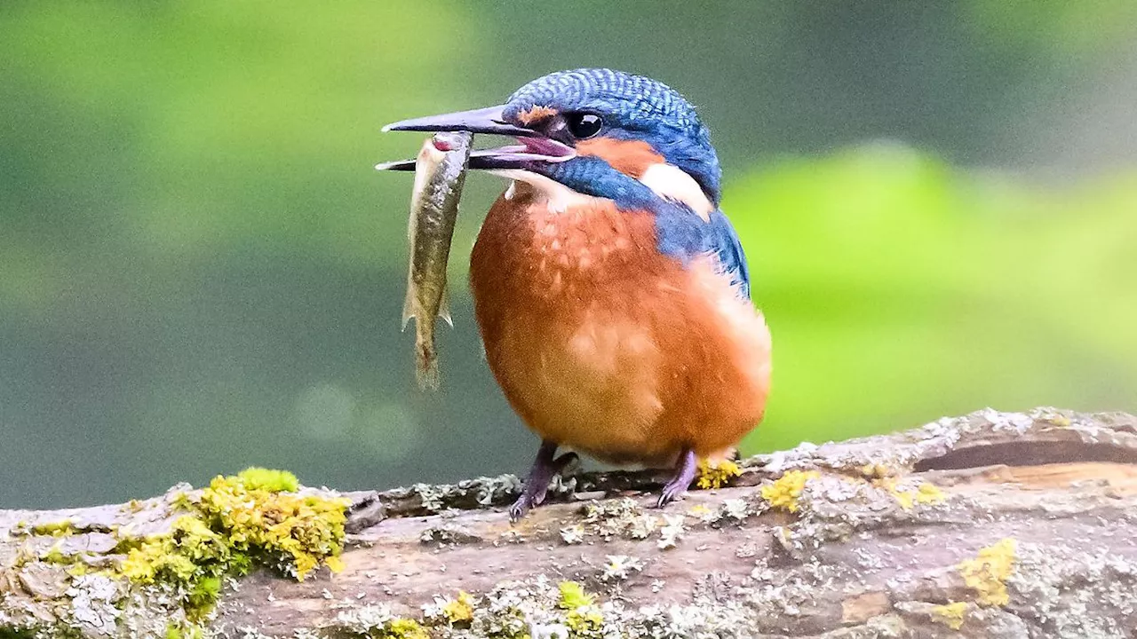 Berlin & Brandenburg: Nabu: Eisvogel-Bestand in Brandenburg stabil