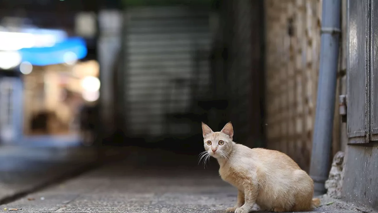 Niedersachsen & Bremen: Niedersachsen kastriert wieder Straßenkatzen