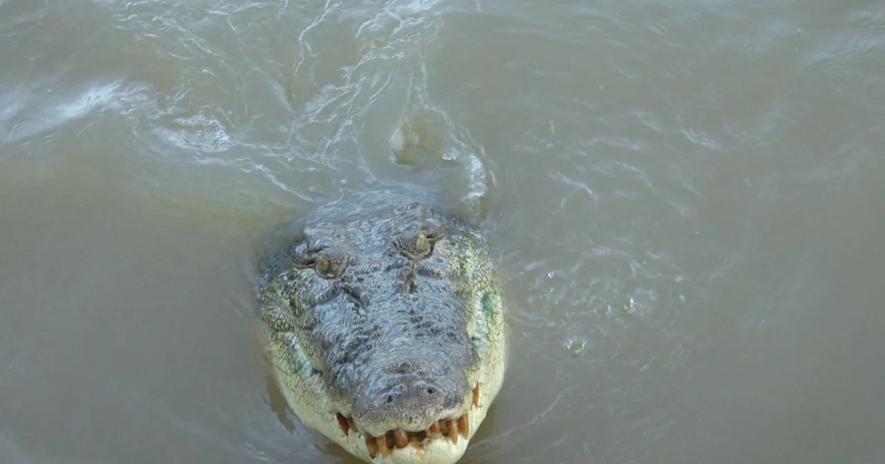 Krokodil nach mutmaßlicher Attacke in Australien getötet