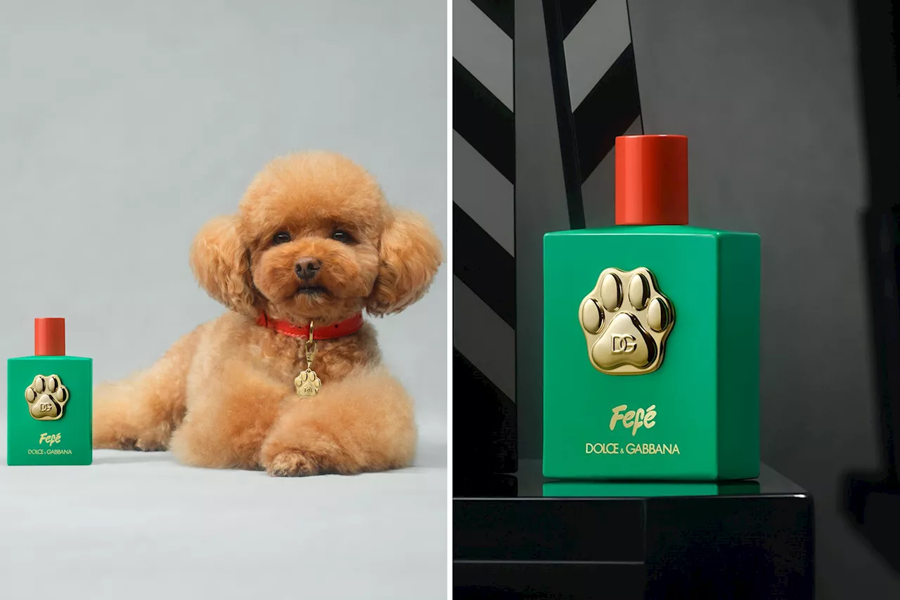 Dolce & Gabbana launches Fefé, a $100-per-bottle luxury fragrance for dogs