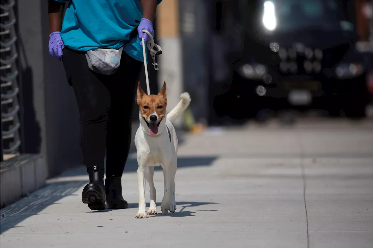 First-ever public animal shelter opens in Queens -- after dogged 24-year saga