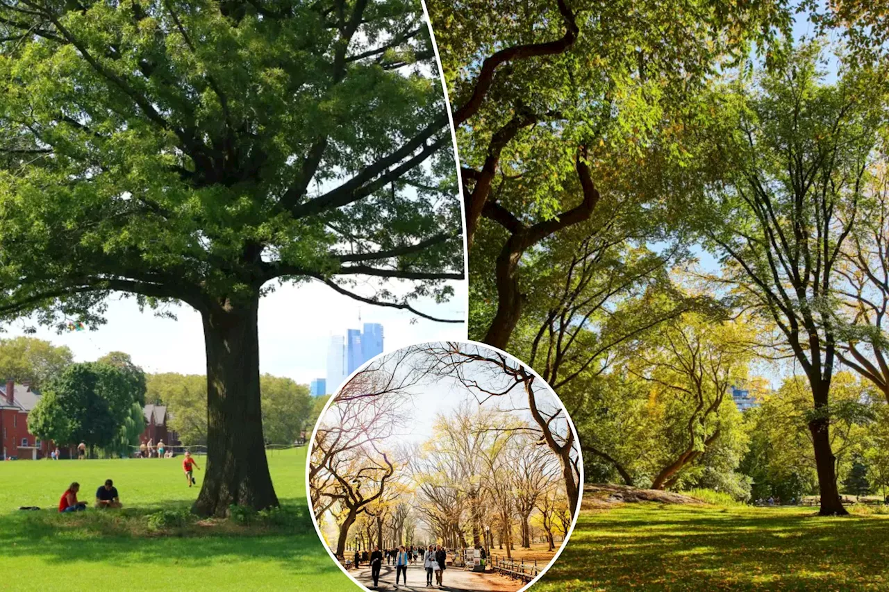 Majority of trees in NYC could be making air quality worse: Columbia researchers