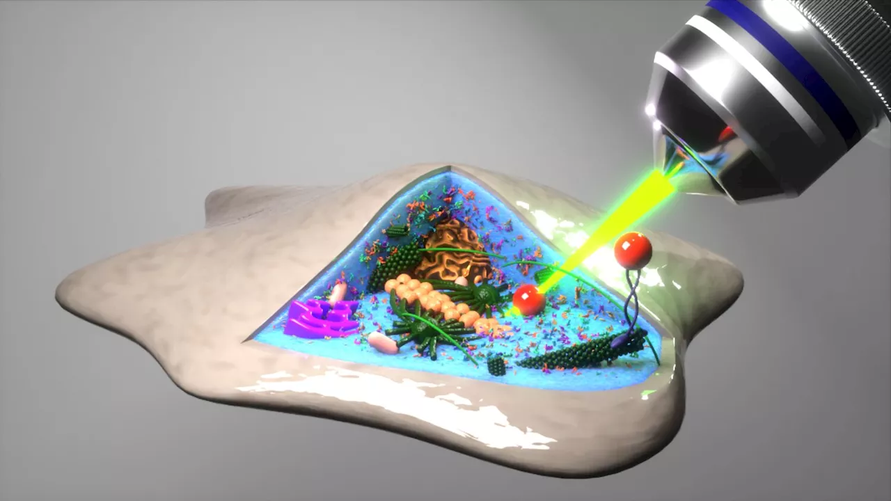 'Laser view' into the avocado: New method reveals cell interior