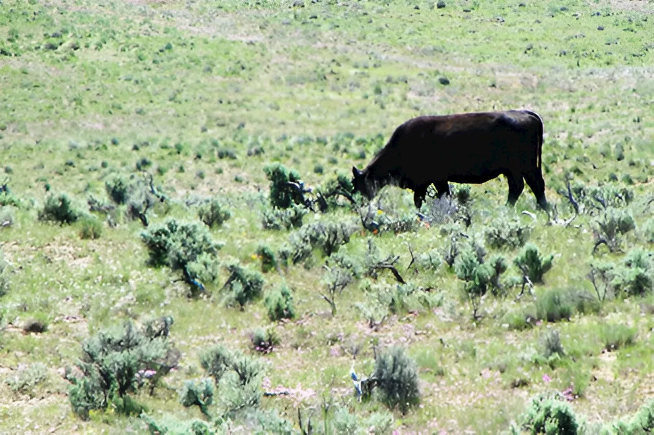 Scientists reveal strategically applied livestock grazing can benefit sagebrush communities