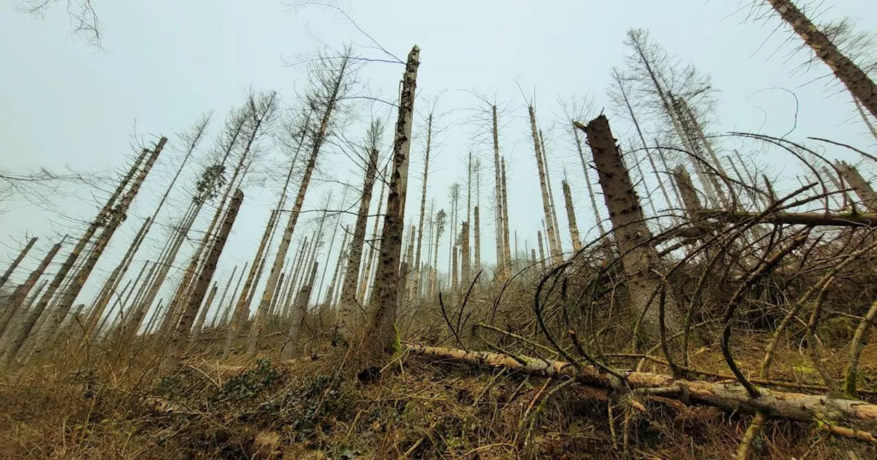 Strukturveränderungen auch in Hückeswagener Holzwirtschaft​