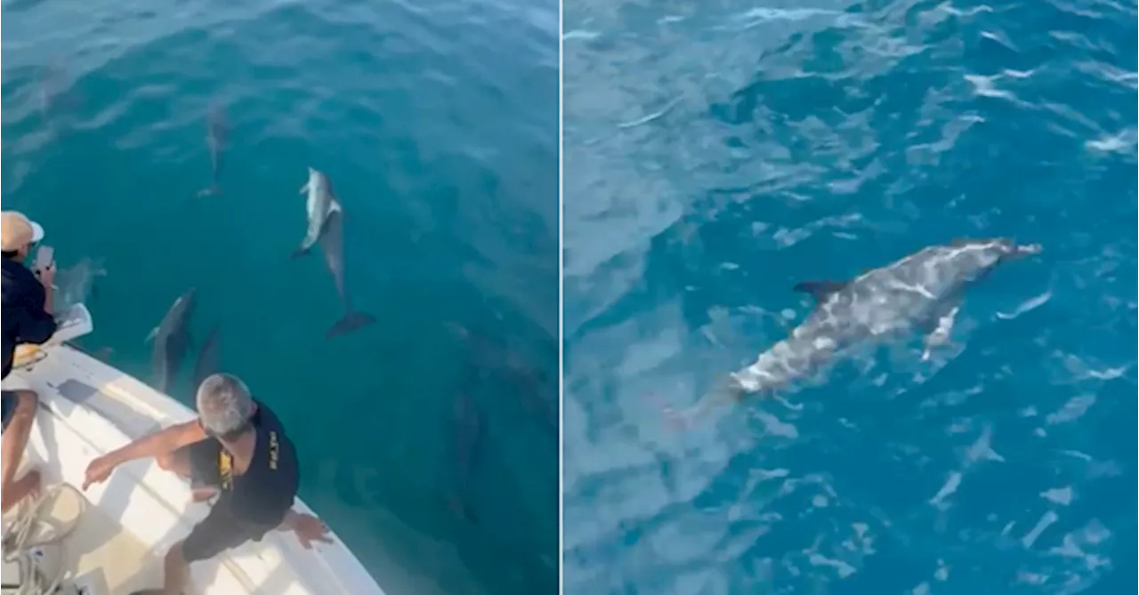 [VIDEO] Pod Of 20 To 30 Wild Dolphins Spotted Swimming And Playing Around Boat In Tioman