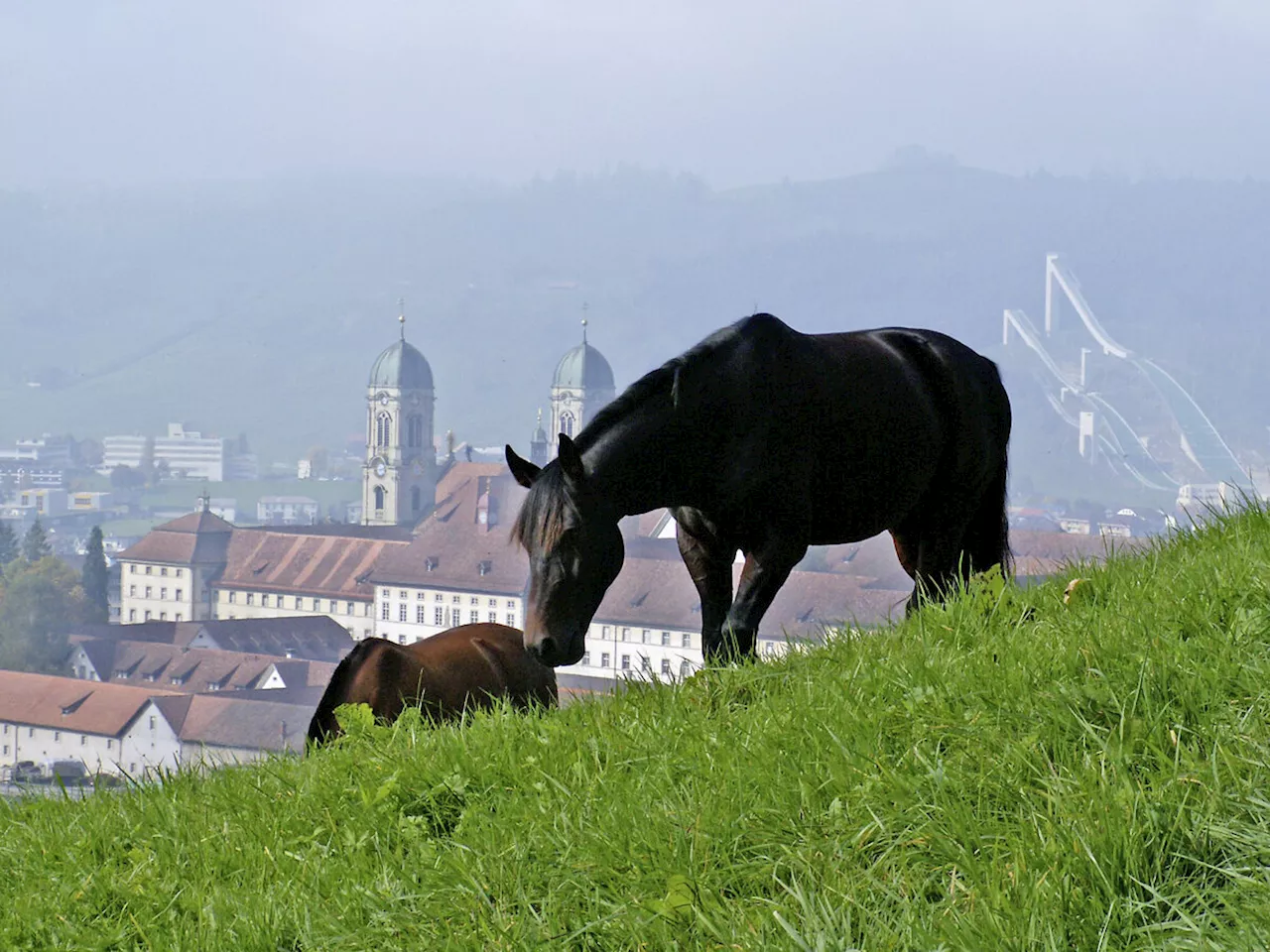 Michelle unterwegs: 800 ha Land und eine Pferdezucht