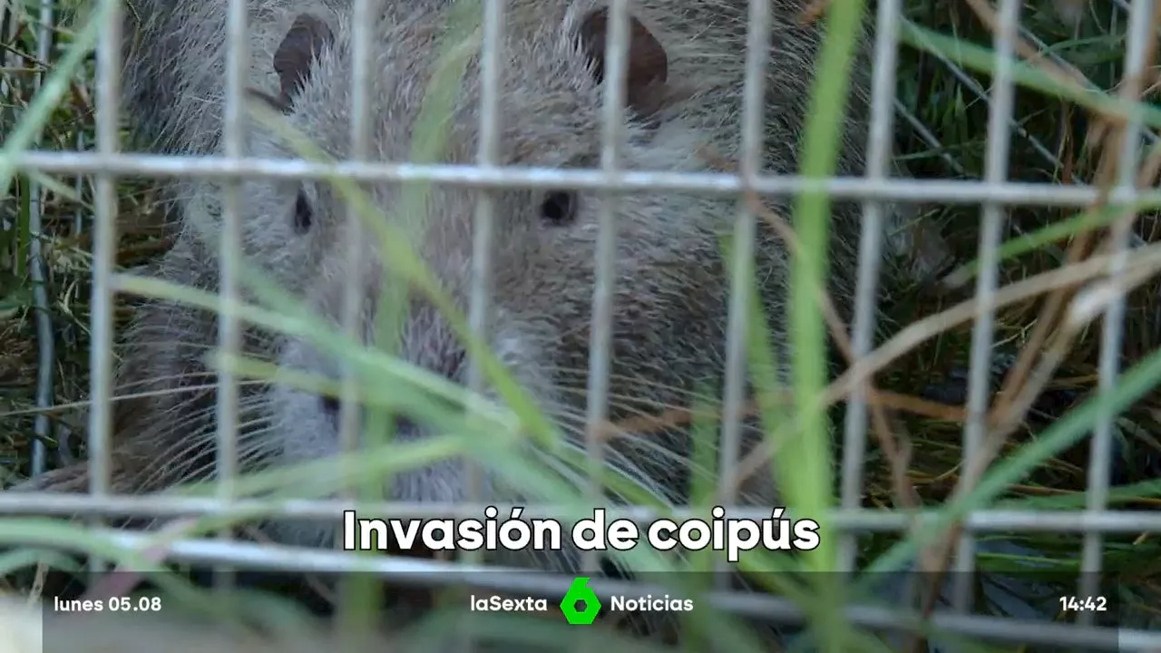 ¿Qué son los coipús y por qué se teme que esta especie se expanda en España?