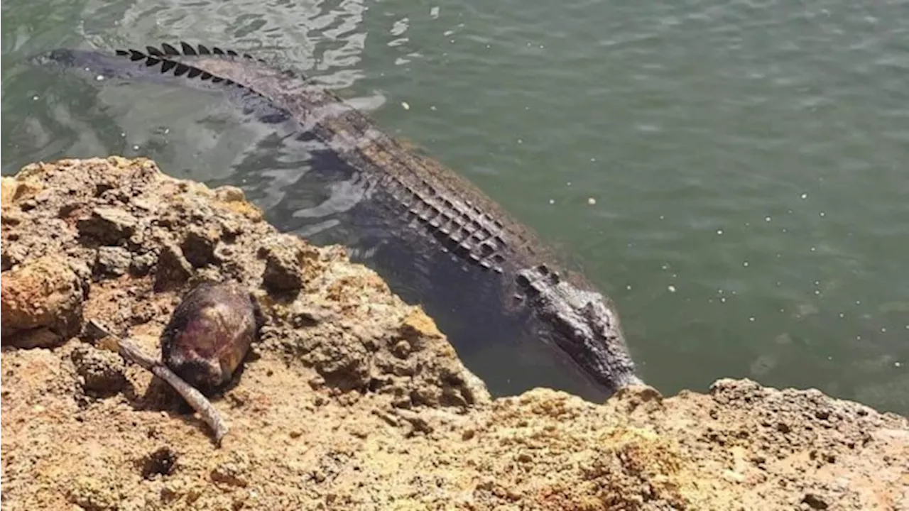 Search resumes for man taken by crocodile in front of family at Qld fishing spot