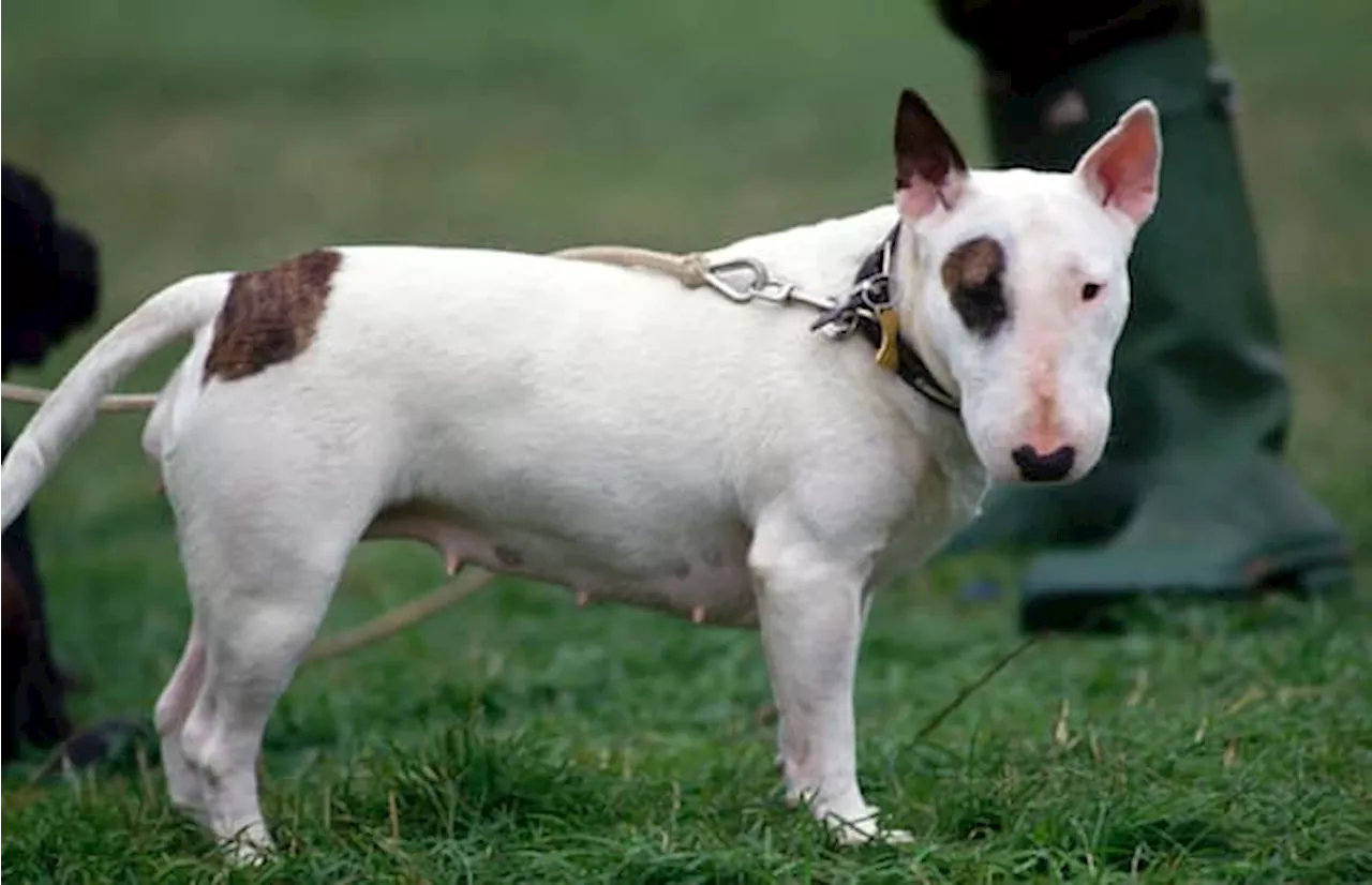 Bimba di 11 mesi azzannata dal Bull Terrier di famiglia: il papà la salva ferendo il cane