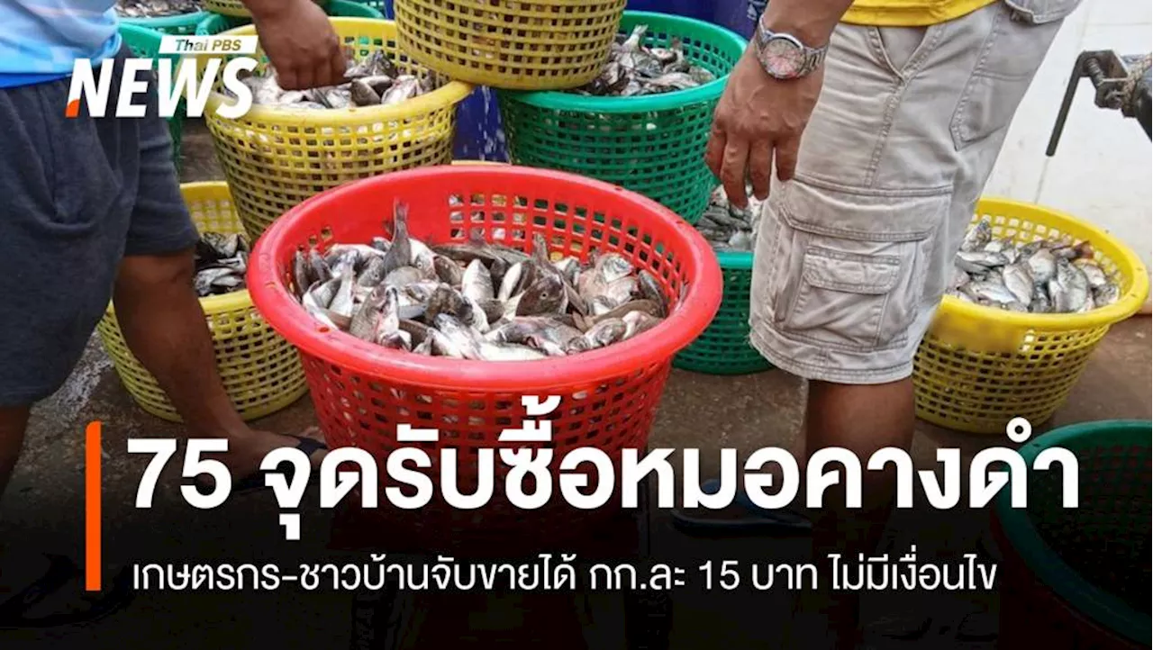 เช็ก 75 จุดรับซื้อ 'ปลาหมอคางดำ' กก.ละ 15 บาท ย้ำไม่มีเงื่อนไข