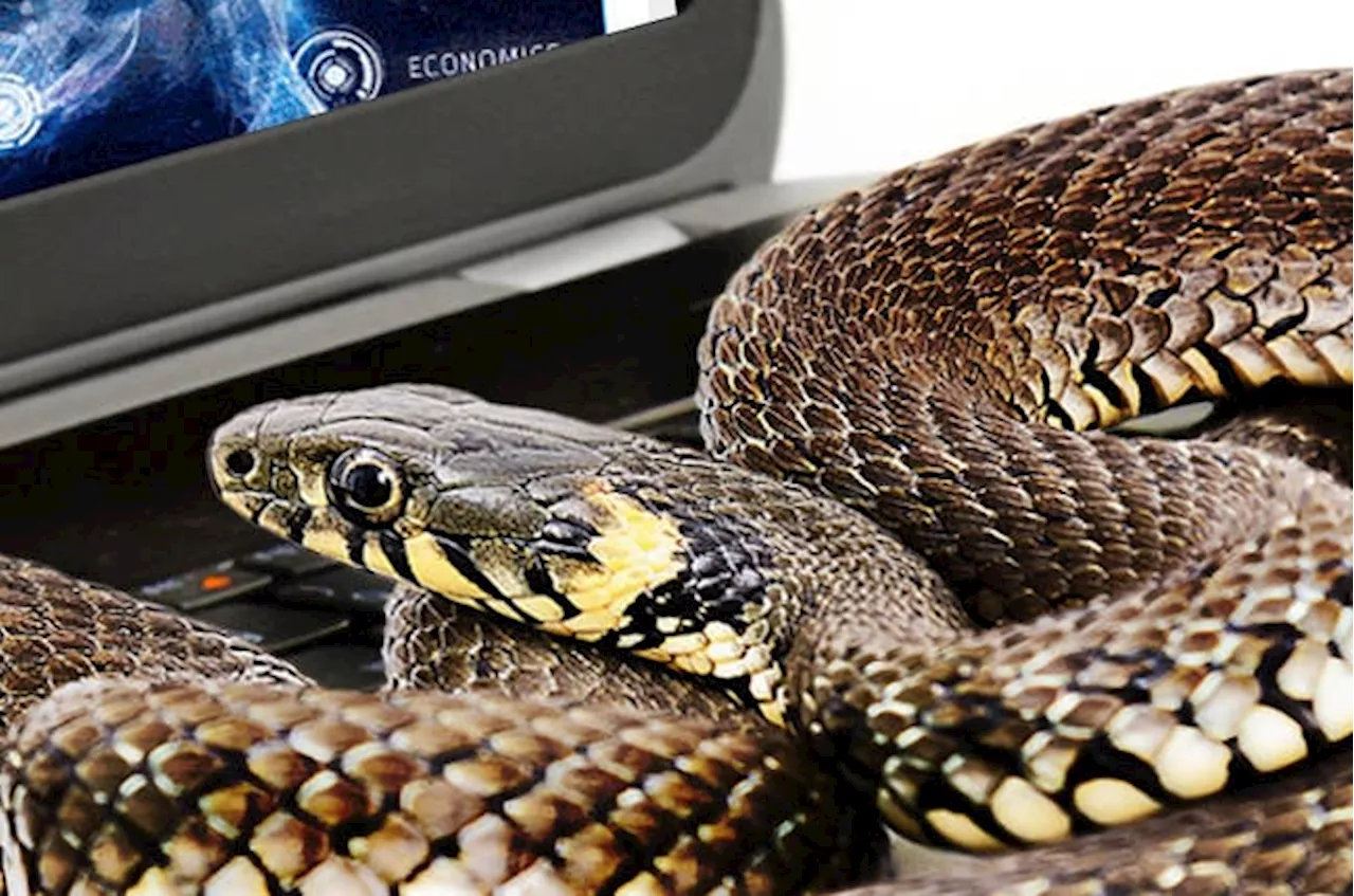 Sneaky SnakeKeylogger slithers into Windows inboxes to steal sensitive secrets
