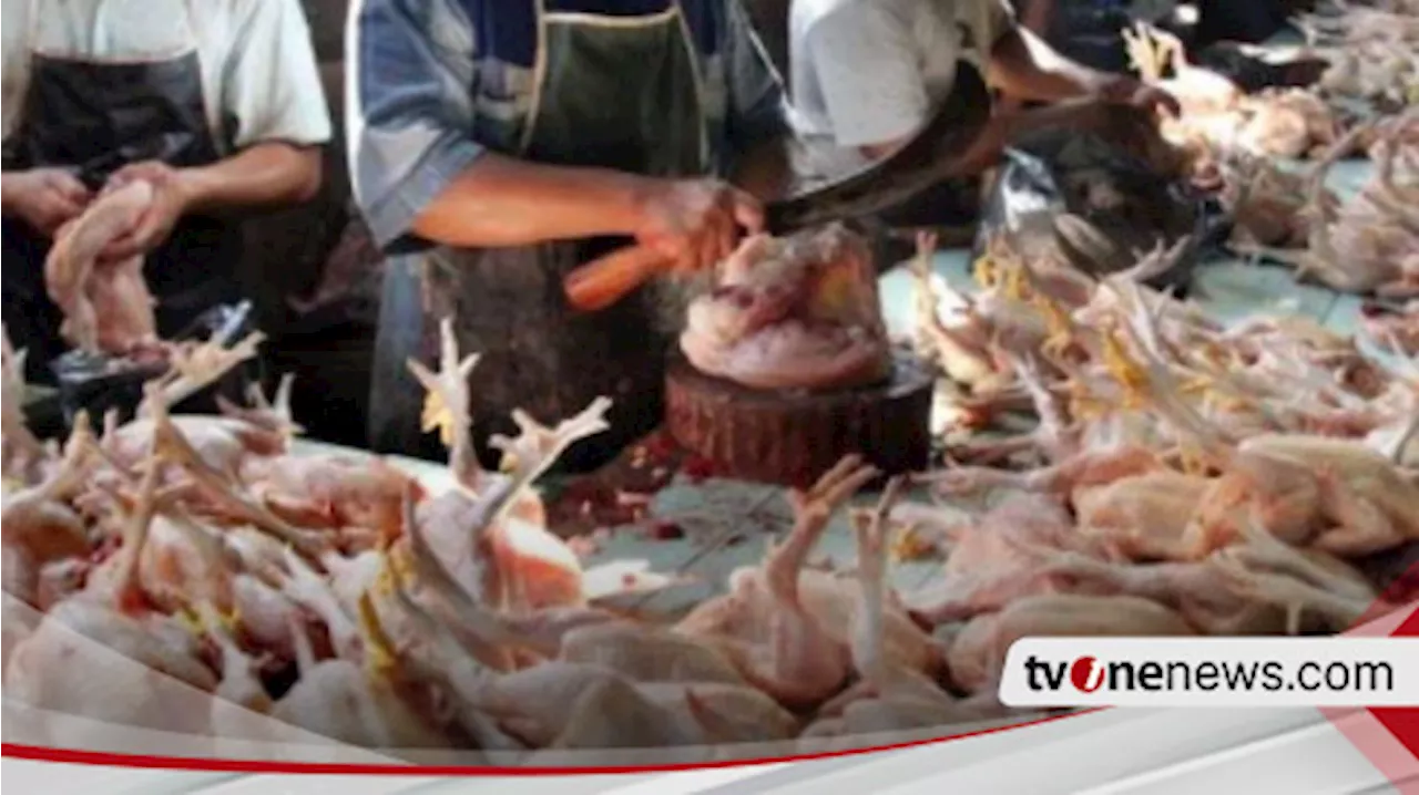 Harga Daging Ayam Turun Selama 2 Bulan, Kini Berpeluang Naik di Bulan Agustus