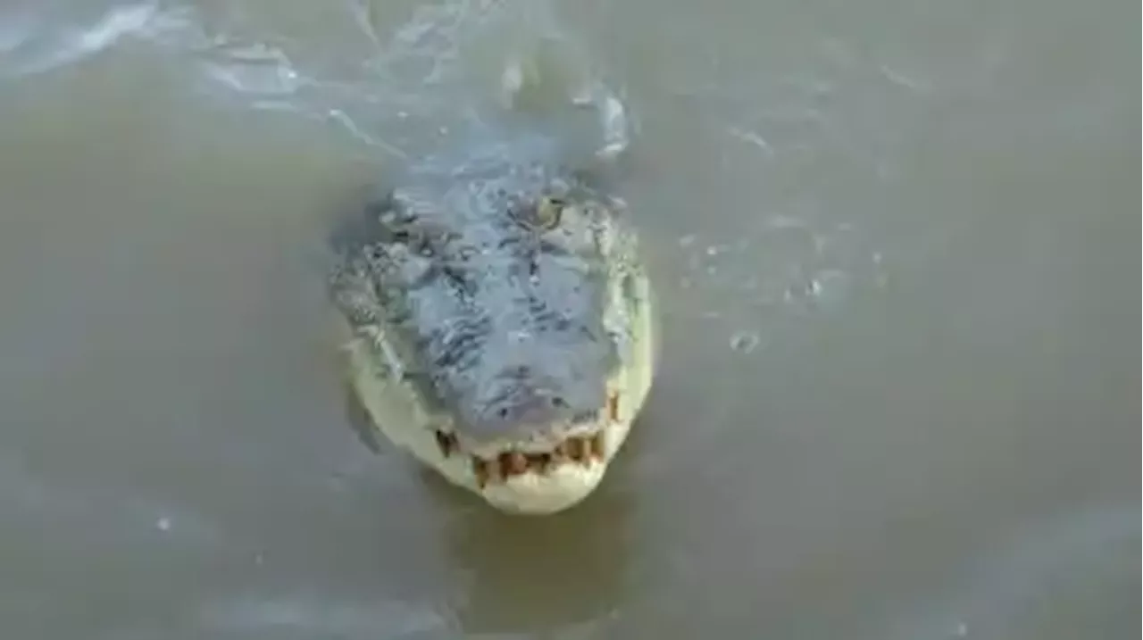 Krokodil nach mutmaßlicher Attacke in Australien getötet