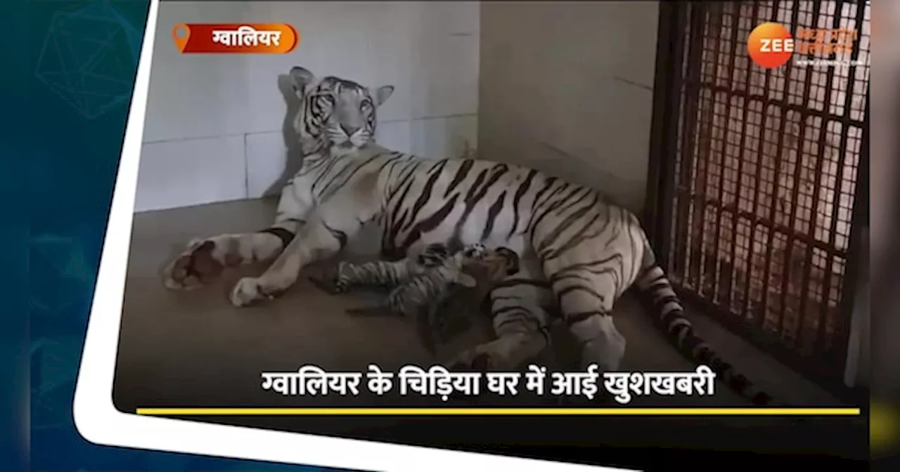 ग्वालियर के चिड़ियाघर में गूंजी किलकारी, Video में देखिए बाघिन मीरा के शावक