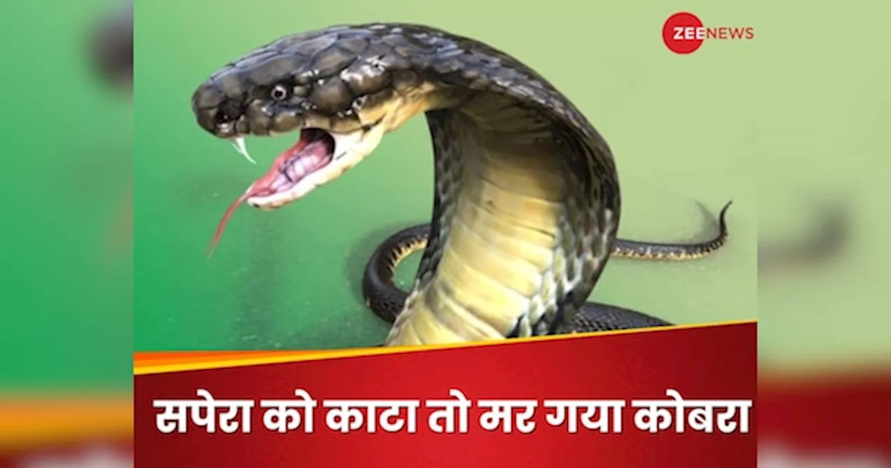 सपेरा को काटते ही मर गया KING COBRA सांप, जानें आखिर ऐसा कैसे हुआ