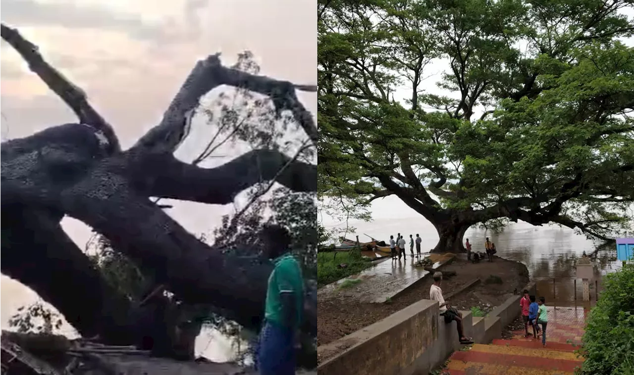 Movies Tree Collapse: సినిమాల చెట్టు కూలింది.. గోదావరి గట్టు బోసిపోయింది