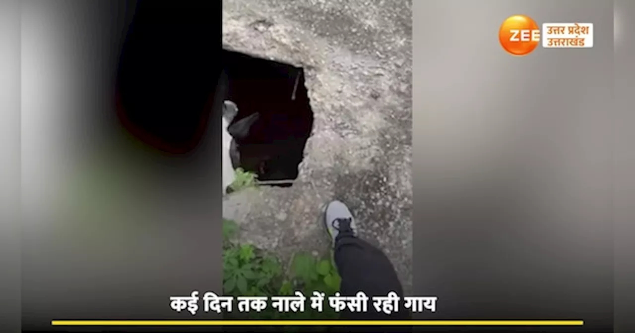 Video: टूटे हुए नाले में कई दिन फंसी रही गाय, जनता जागी तब हरकत में आई ग्रेनो अथॉरिटी