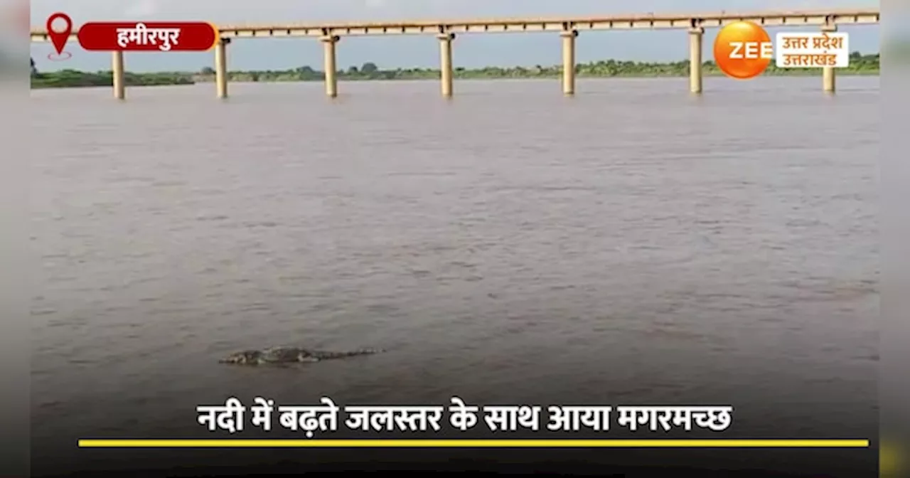 Video: जल स्तर बढ़ने से बेतवा नदी में तैरता दिखा पानी का शैतान, नदी के पास जाने से लोगों ने की तौबा