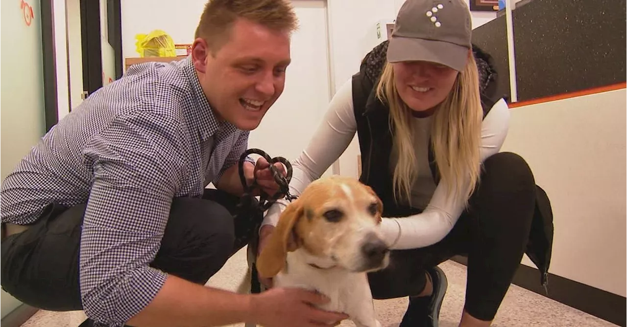 Beloved beagle's return to Adelaide couple after six-day ordeal