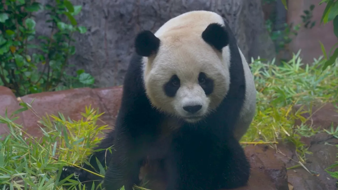 Pandas from China to make official public debut at San Diego Zoo