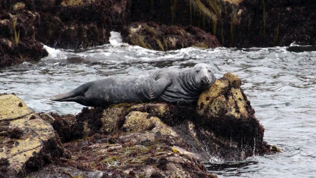 Animaux marins en Bretagne : leurs codes pour alerter, leurs ruses pour éloigner