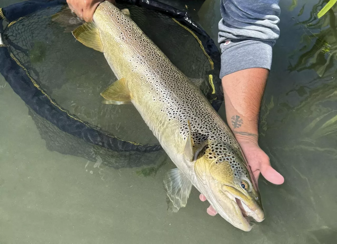 'Le poisson d'une vie' : une énorme truite pêchée dans une rivière des Pyrénées-Orientales
