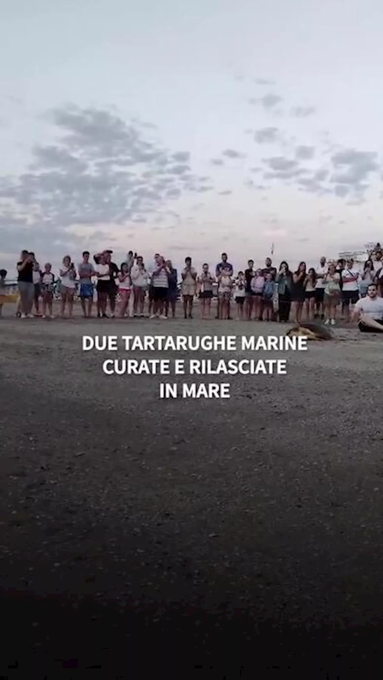 Due tartarughe marine curate e rilasciate in mare