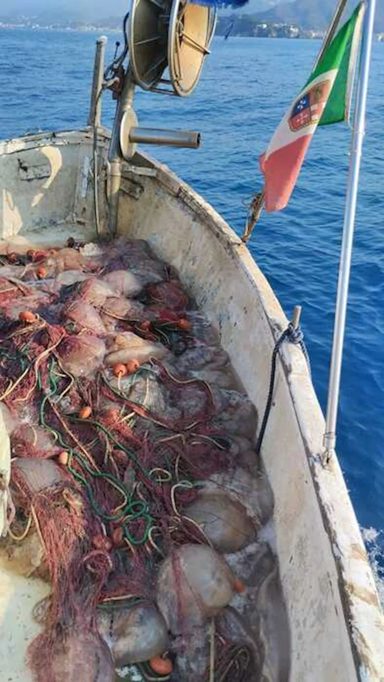 Troppe meduse nelle reti, pescatori liguri in difficoltà