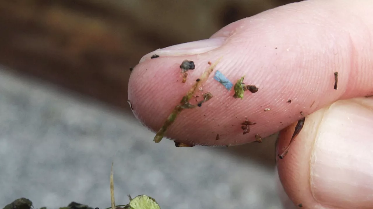 Microplastics are everywhere, but are they harming us?